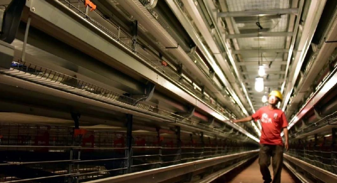 Chicken cages which effectively save land and labor costs are the best choice for intensive large-scale poultry farms