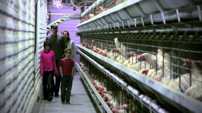 Chicken farm poultry equipment for sale whether you're a small-scale or large-scale poultry farmer you can find suitable equipment for your needs