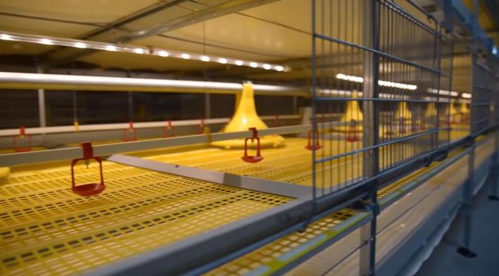 10% discount on the H-type broiler battery cage system is designed to maximize bird health and productivity