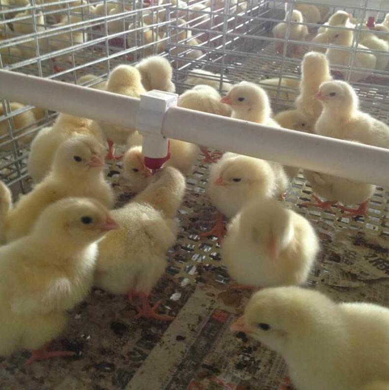 Why you need a chick brooding cage which is essential for the chicks' survival and growth