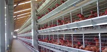 The helpful knowledge of 10 advantages of raising chickens in battery cages the controlled environment in battery cages helps to increase egg production