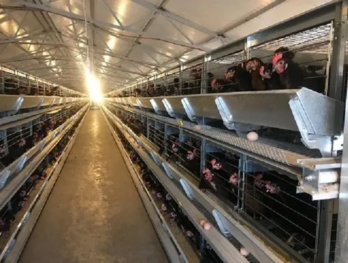 Benefits of battery cages for layers providing an affordable option for poultry farmers higher productivity