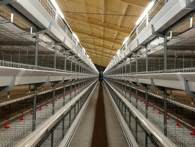 Dimensions and advantages of broiler battery cages are modern housing systems designed for efficient and organised broiler chicken farming