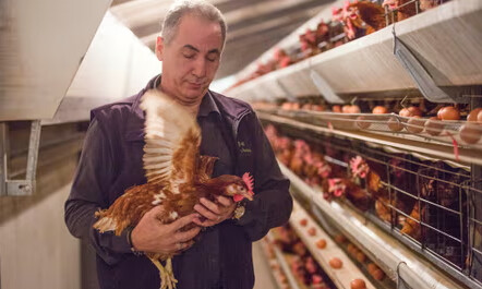 Standard size of a layer chicken cage is a specially designed housing system used in poultry farming to raise hens for egg production