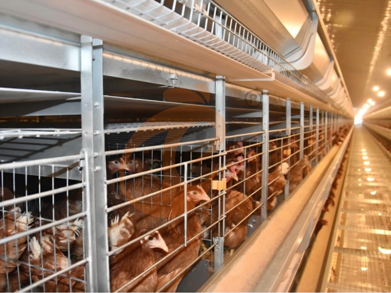 Layer battery cage system (17)
