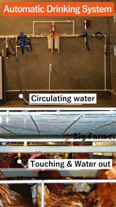 Layer battery cage system (9)