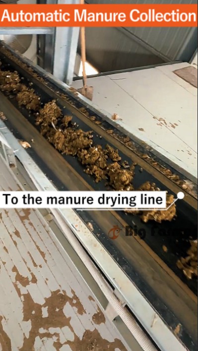 Layer battery cage system (13)