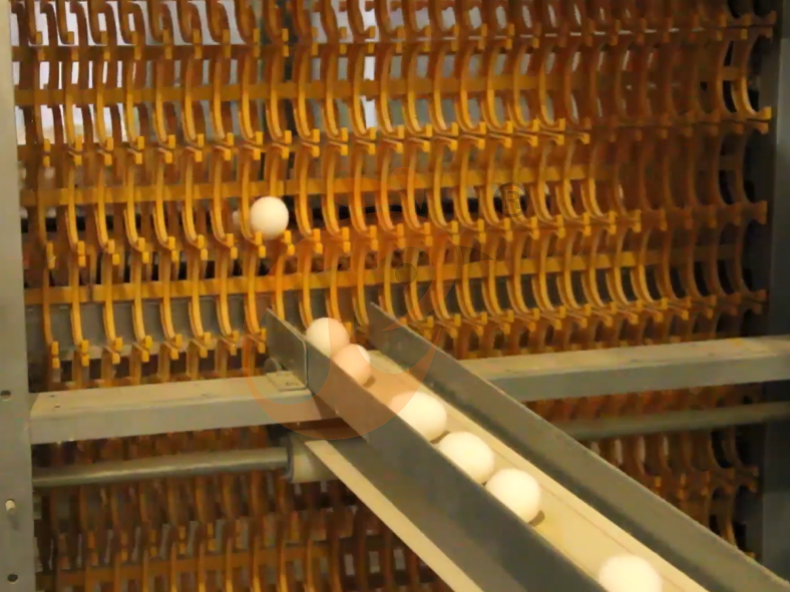 Automatic A Frame Layer Battery Cage System