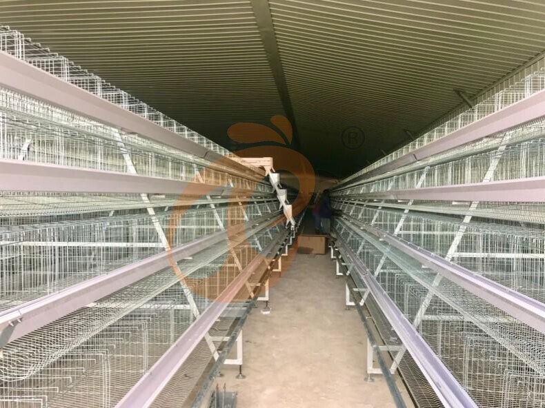 Automatic A Frame Layer Battery Cage System