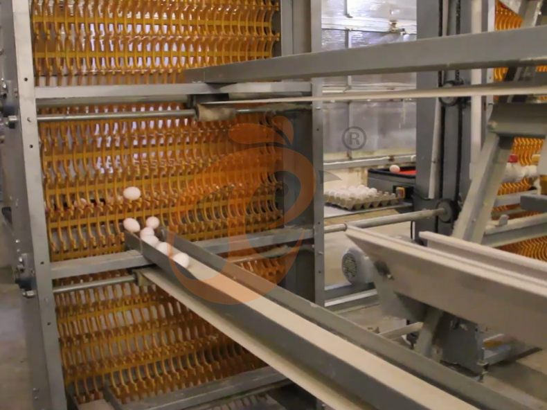 Automatic A Frame Layer Battery Cage System