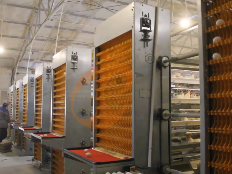 Automatic A Frame Layer Battery Cage System