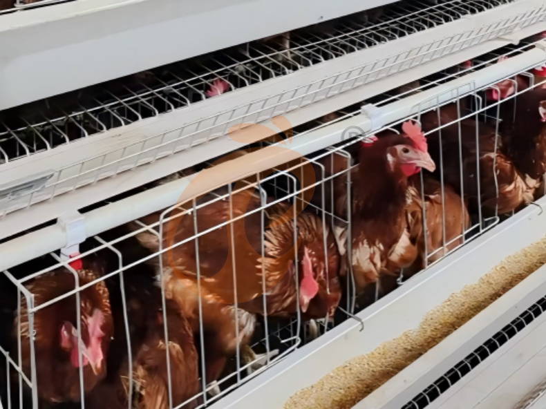 Automatic A Frame Layer Battery Cage System