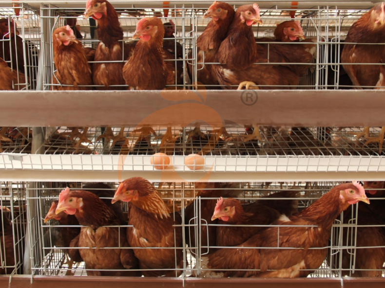 Automatic A Frame Layer Battery Cage System