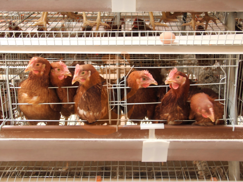 Automatic A Frame Layer Battery Cage System