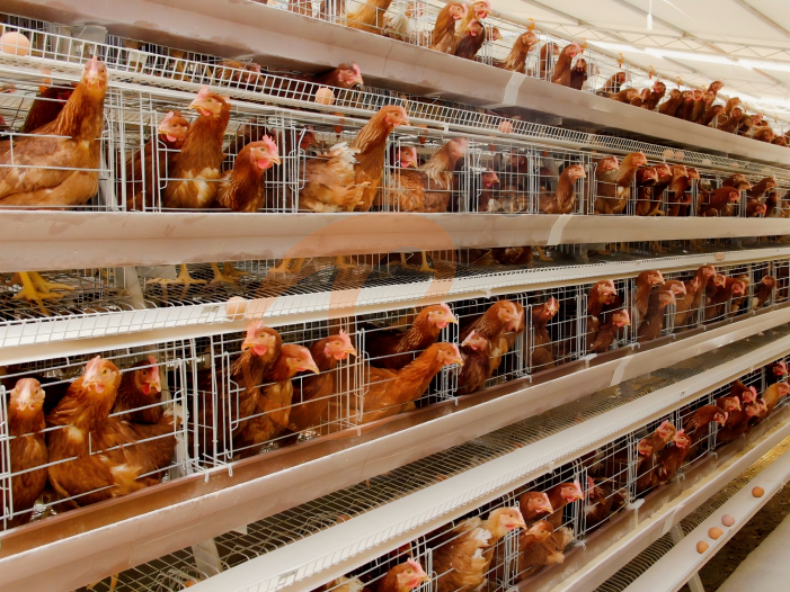 Automatic A Frame Layer Battery Cage System