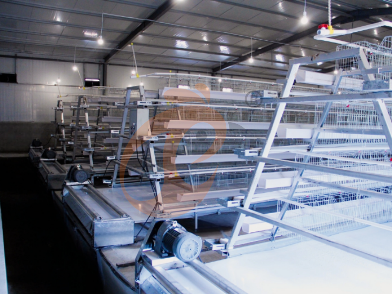 Automatic A Frame Layer Battery Cage System