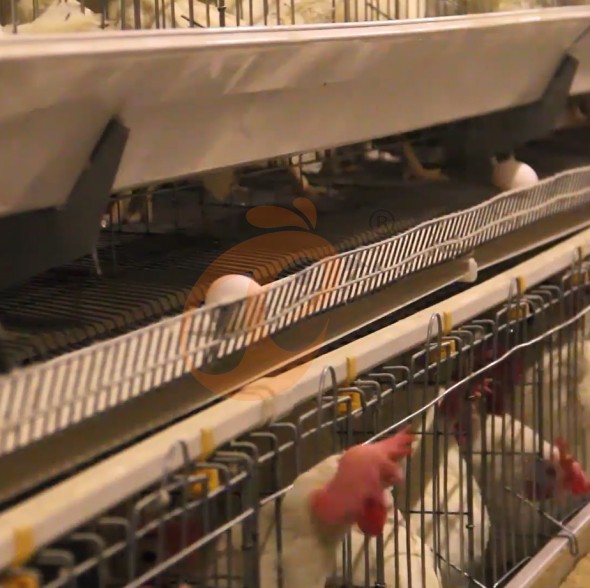 battery cage system for layer (2)