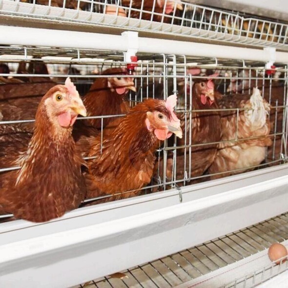 battery cage system for layer (3)