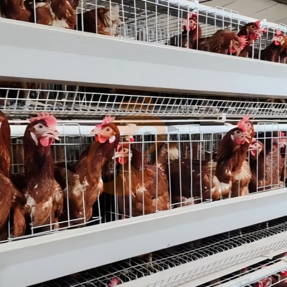 battery cage system for layer (9)