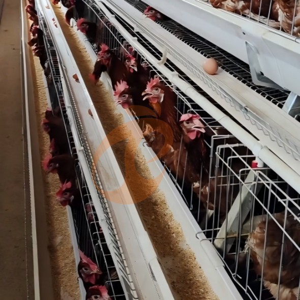 battery cage system for layer (10)