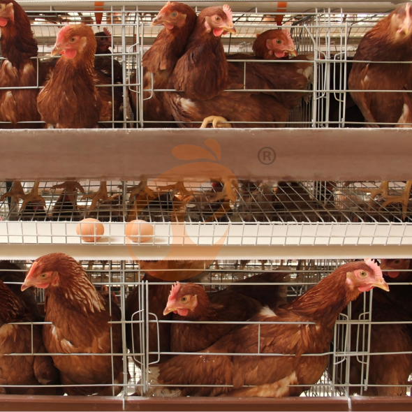 Case Study: Boosting Profits With Layer Cage Technology