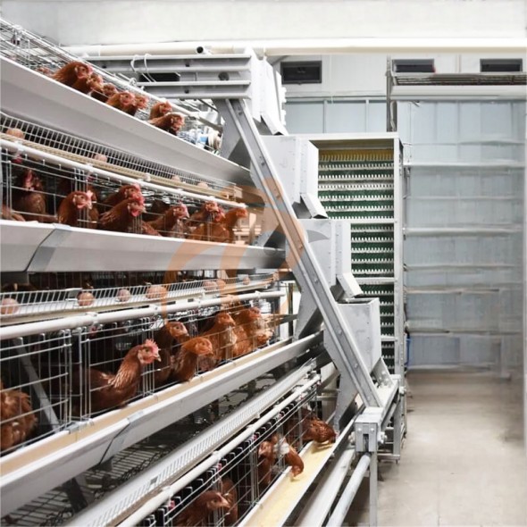 battery cage system for layer (13)