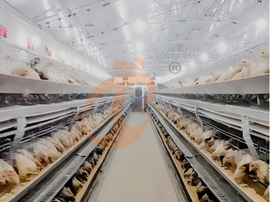 Semi Automatic H Frame Layer Battery Cage System