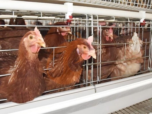 Semi Automatic H Frame Layer Battery Cage System