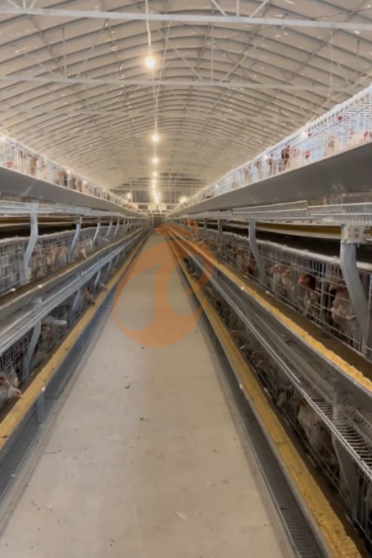 battery cage system for layer (9)