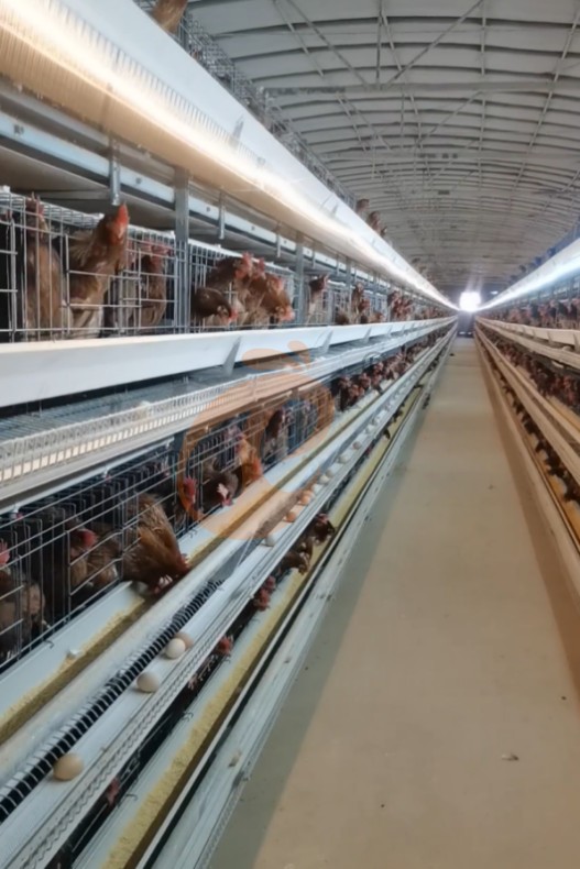 battery cage system for layer (11)