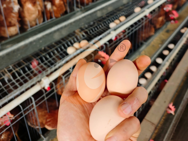 Semi Automatic A Frame Layer Battery Cage System