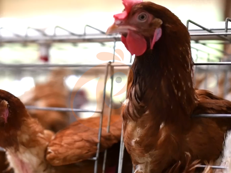 Semi Automatic A Frame Layer Battery Cage System