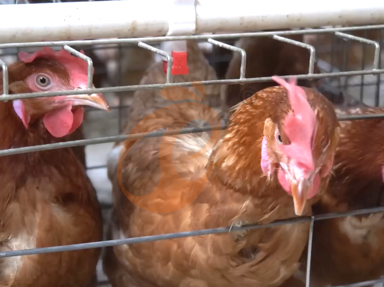 Semi Automatic A Frame Layer Battery Cage System