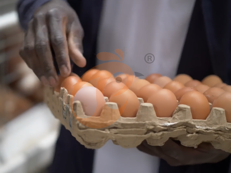 Semi Automatic A Frame Layer Battery Cage System
