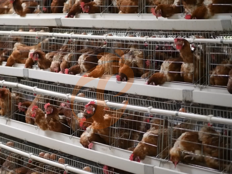 Semi Automatic A Frame Layer Battery Cage System