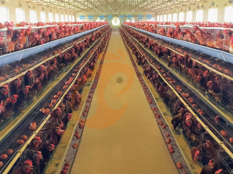 Semi Automatic A Frame Layer Battery Cage System