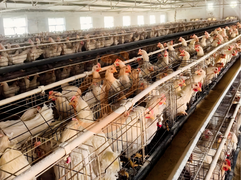 Semi Automatic A Frame Layer Battery Cage System