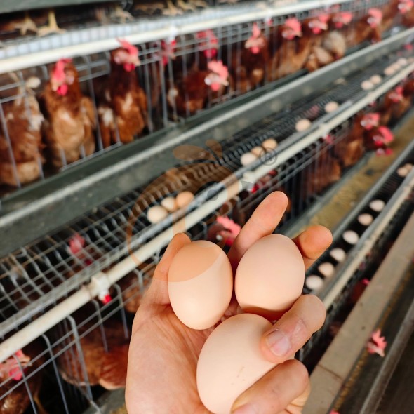 battery cage system for layer (2)