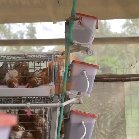 battery cage system for layer (6)