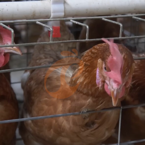 battery cage system for layer (17)