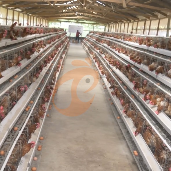 battery cage system for layer (19)