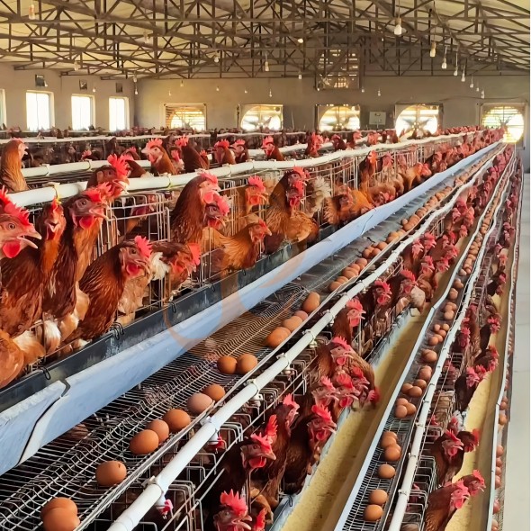 battery cage system for layer (21)