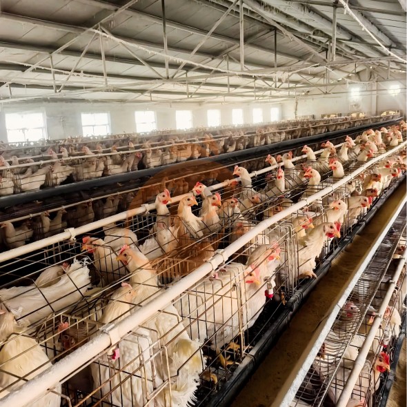 battery cage system for layer (26)