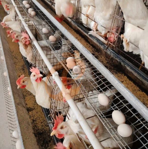 Case Study: Boosting Egg Production With Advanced Layer Cages