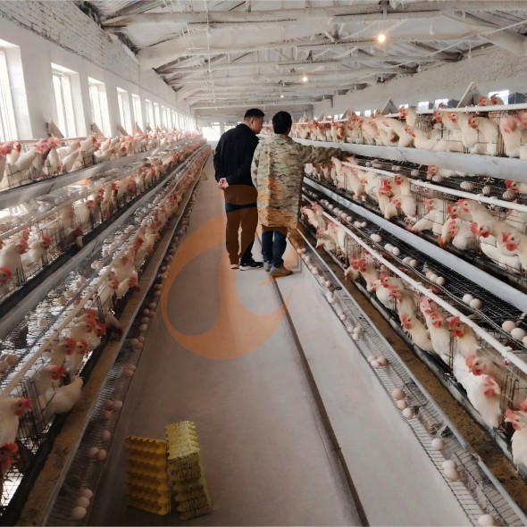 battery cage system for layer (29)