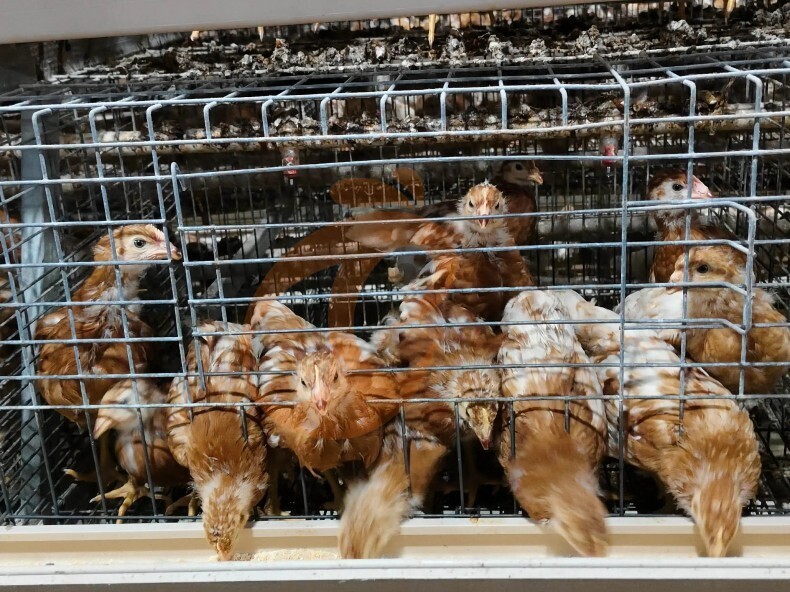 Semi Automatic A Frame Brooder Battery Cage System