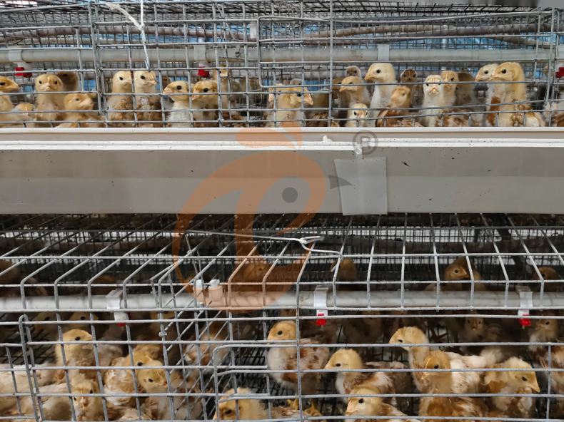 Semi Automatic A Frame Brooder Battery Cage System