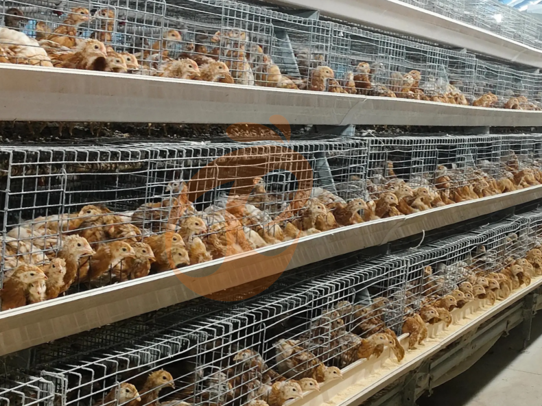 Semi Automatic A Frame Brooder Battery Cage System