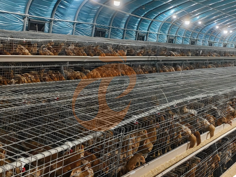 Semi Automatic A Frame Brooder Battery Cage System