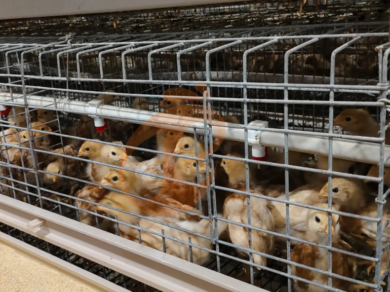 Semi Automatic A Frame Brooder Battery Cage System